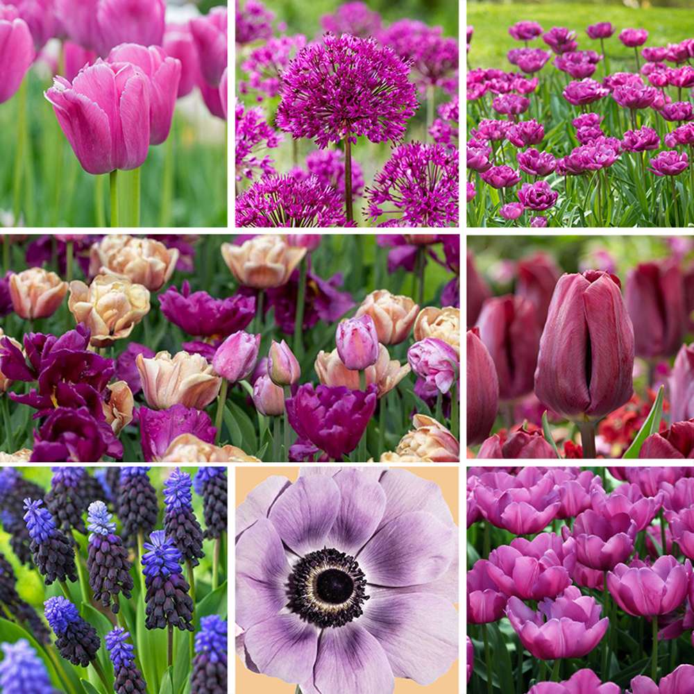 Erbjudandepaket 'Purple'